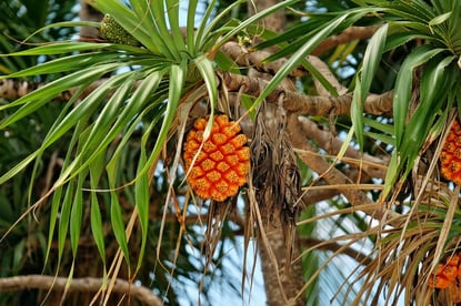 GR 20250911 Pandanus Fruit